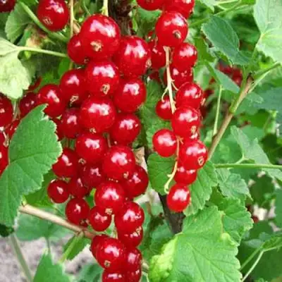 Смородина красная ФЕРТОДИ в Могилёве