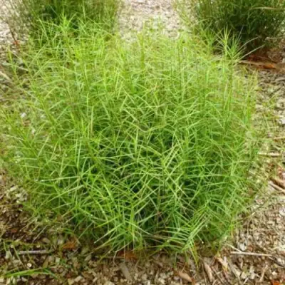 Осока ПАЛЬМОЛИСТНАЯ в Могилёве