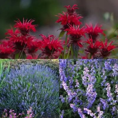 Комплект АРОМАТНЫЙ ЧАЙ в Могилёве