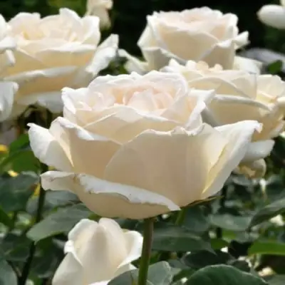 Роза БОИНГ чайно-гибридная в Могилёве