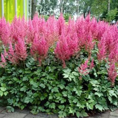 Астильба ВИЖНС ИН ПИНК китайская в Могилёве