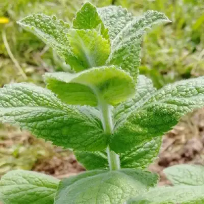 Мята яблочная в Могилёве