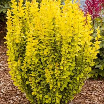 Барбарис ГОЛДЕН ТОРЧ тунберга в Могилёве