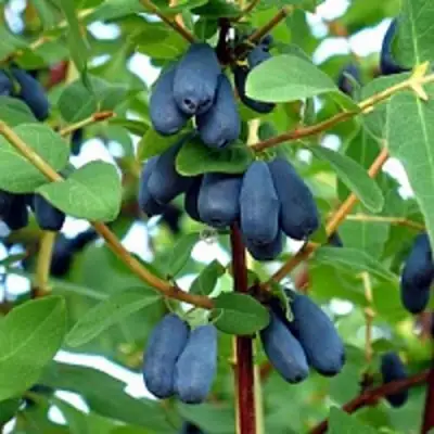 Жимолость съедобная АМФОРА в Могилёве