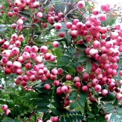 Рябина COREAL сладкоплодная  в Могилёве