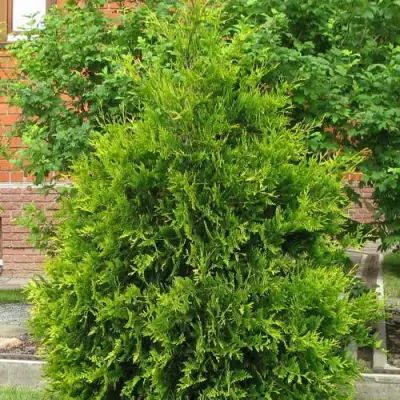 Туя АНЯ (АНИЕ) западная в Могилёве