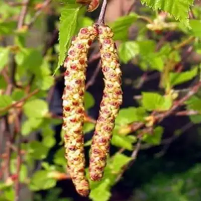 Береза бородавчатая в Могилёве