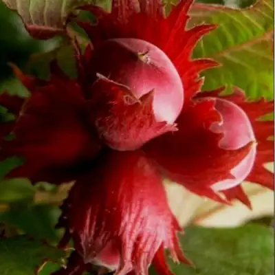 Фундук БАГРЯНЕЦ в Могилёве