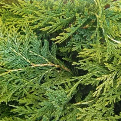 Кипарисовик ЭЛВУДИ ЭМПАЙР лавсона в Могилёве