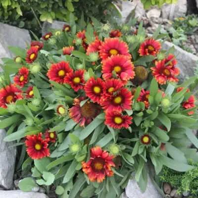 Гайлардия АРИЗОНА РЕД ШЕЙДС в Могилёве