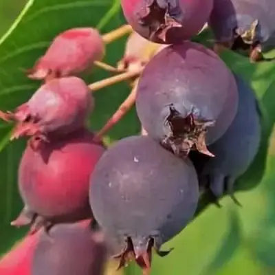 Ирга MANDAN в Могилёве