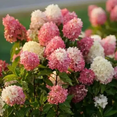 гортензия тач оф пинк