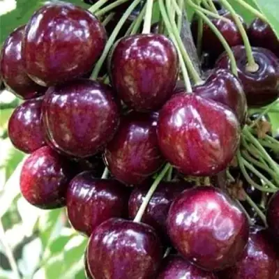 Черешня СИЛЬВИЯ колоновидная в Могилёве