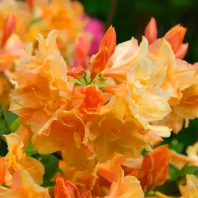 Азалия ЧАРДАШ листопадная в Могилёве