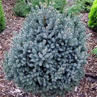 Ель НАНА сизая в Могилёве