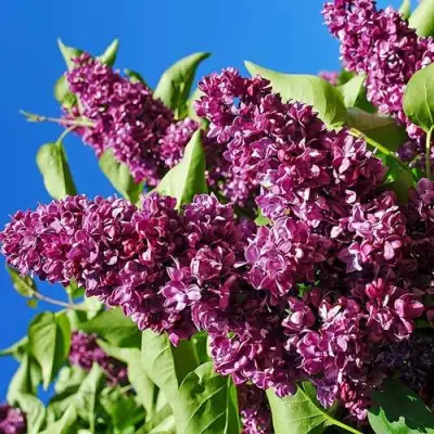 Сирень ЧАРЛЬЗ ДЖОЛИ в Могилёве