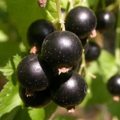 Смородина чёрная БИНАР в Могилёве