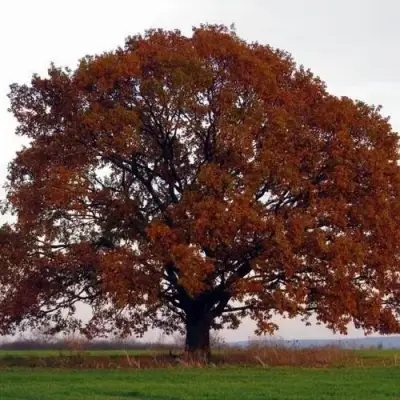 Дуб скальный в Могилёве