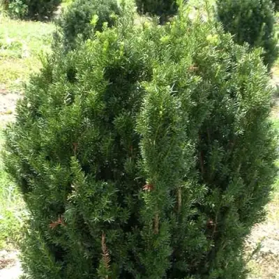 Тис ХИКСИ средний в Могилёве