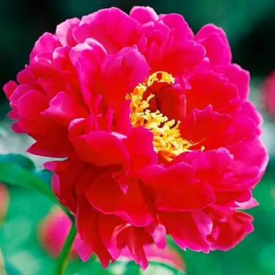 Пион ХРАБРЫЙ ВОИН травянистый в Могилёве