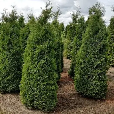 Туя ХОЛМСТРУП западная в Могилёве