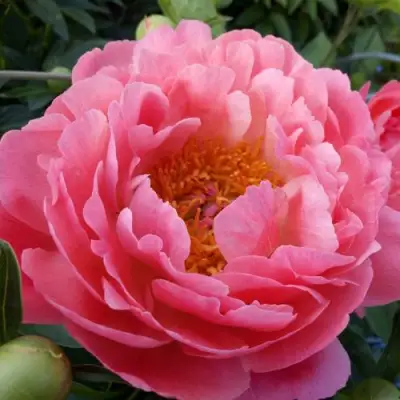 Пион КОРАЛ САНСЕТ травянистый в Могилёве