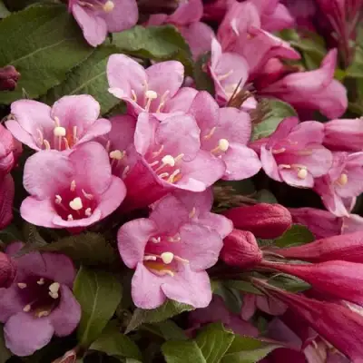 Вейгела ФЛОРИДА в Могилёве