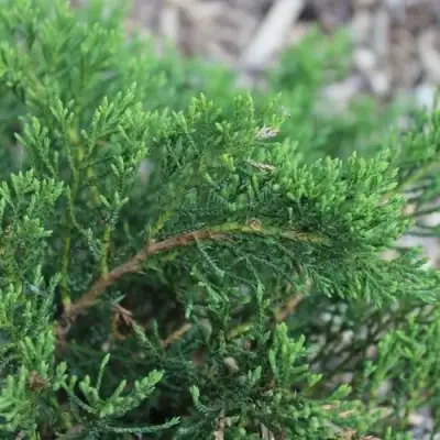 Можжевельник РОКЕРИ ДЖЕМ казацкий  в Могилёве