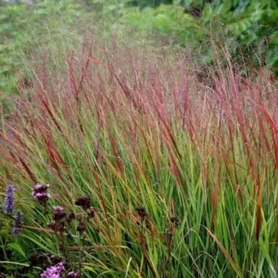 Просо РЕБРАУН прутьевидное в Могилёве