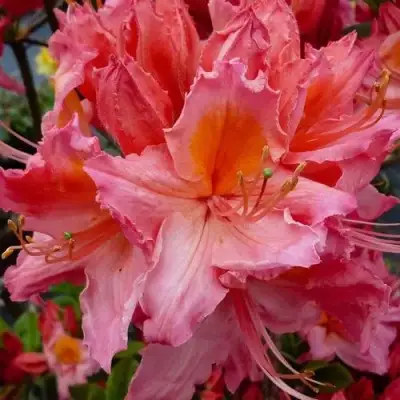 Азалия ПИНК ДЕЛАЙТ листопадная	 в Могилёве