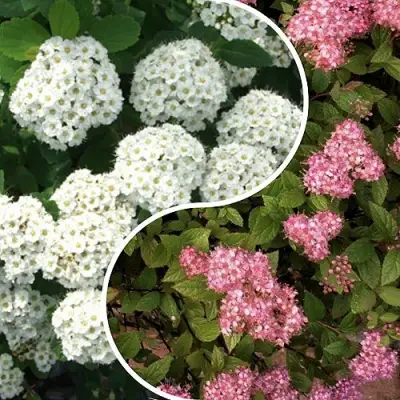 Комплект ТАЛАНТЛИВЫЙ САДОВОД в Могилёве