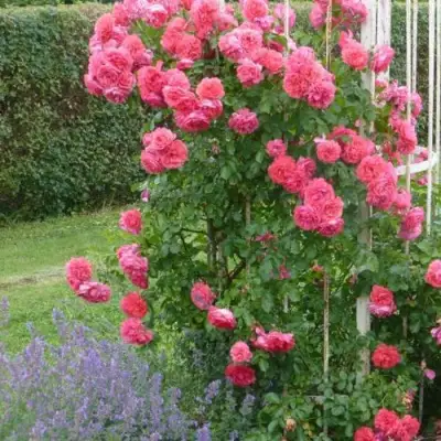 Роза РОЗАРИУМ ЮТЕРСОН плетистая в Могилёве