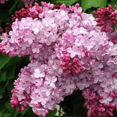 Сирень ЭСТЕР СТЕЙЛИ в Могилёве