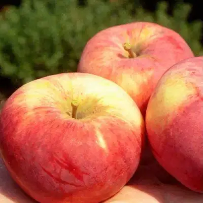 Яблоня ОРЛОВИМ в Могилёве