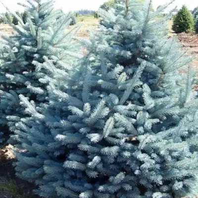 Ель ГЛАУКА колючая в Могилёве