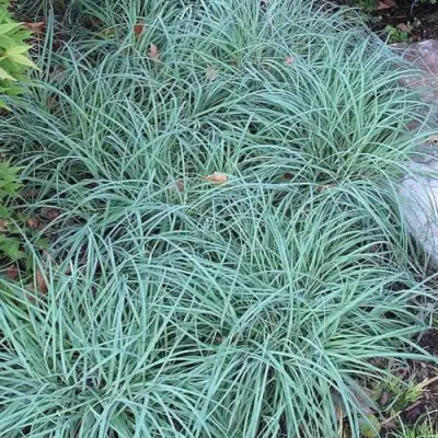 Осока БЛЮ ЗИНГЕР в Могилёве