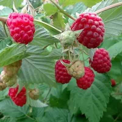 Малина ПРОСТО ПРЕЛЕСТЬ (СТОЛЕШНИК) в Могилёве