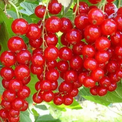 Смородина красная ФЕРТОДИ в Могилёве