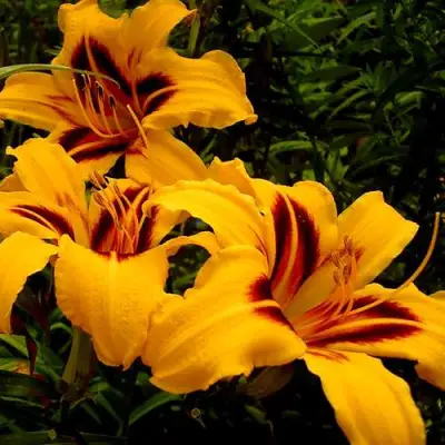 Лилейник БОНАНЗА гибридный в Могилёве