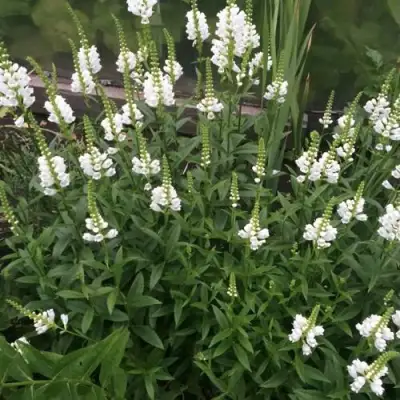 Физостегия АЛЬБА виргинская в Могилёве