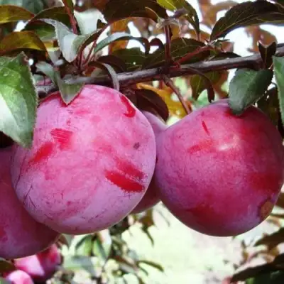 Слива ЛАМА в Могилёве