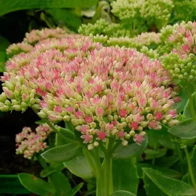 Очиток (седум) БРИЛЛИАНТ в Могилёве