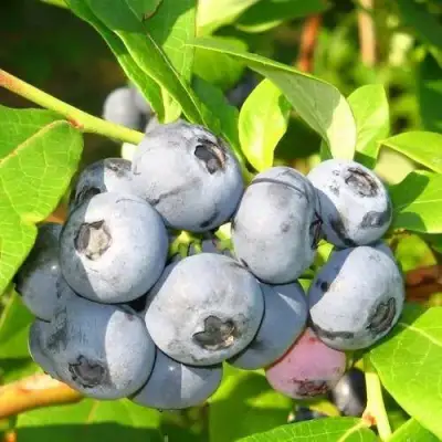 Голубика ЭЛИЗАБЕТ в Могилёве