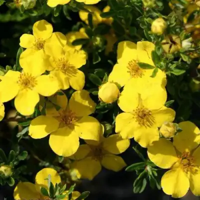 Лапчатка ХАКМАНС ГИГАНТ кустарниковая в Могилёве