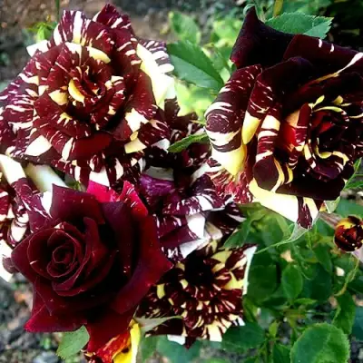 Роза ФОКУС ПОКУС флорибунда в Могилёве