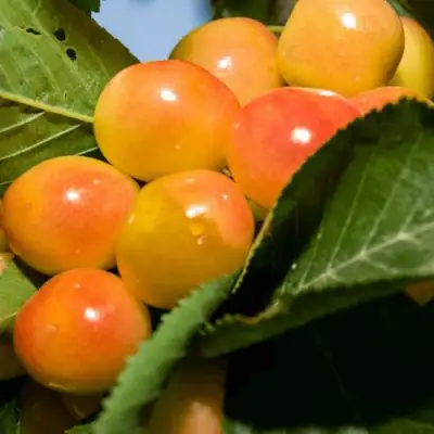 Дюк (черевишня) БЕЛОЧКА в Могилёве