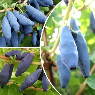 Комплект СЛАДКИЕ ХИТЫ в Могилёве