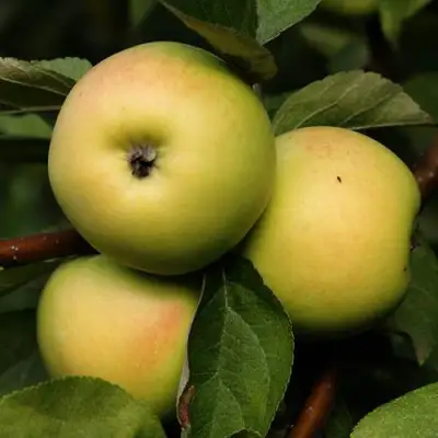 Яблоня ДАНИЛА в Могилёве