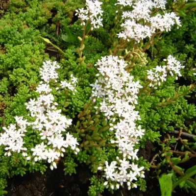 Очиток (седум) ХЛОРОТИКУМ белый в Могилёве