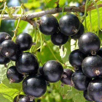 Смородина чёрная НЕСТЕР КОЗИН в Могилёве